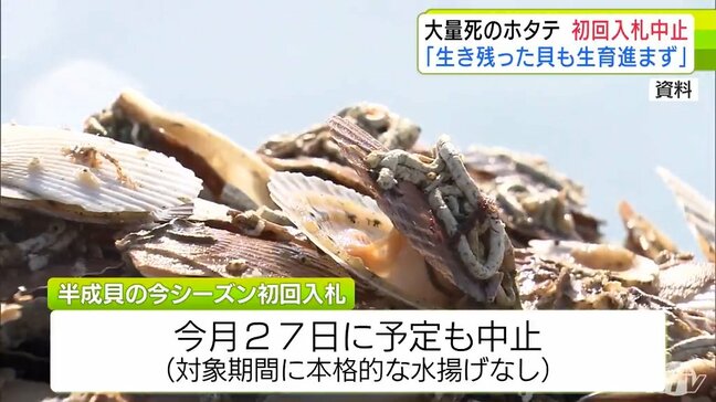 猛暑で大量死の青森県「陸奥湾ホタテ」　今週予定されていた養殖して1年経った半成貝の初回入札が中止に「生き残った貝も生育が進んでおらず…」影響が深刻化|TBS NEWS DIG