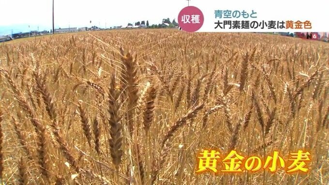 大門素麺ことしは “上出来” …小麦収穫　天候に恵まれ畑の条件整う　富山・砺波市　|　富山のニュース｜天気・防災｜チューリップテレビ