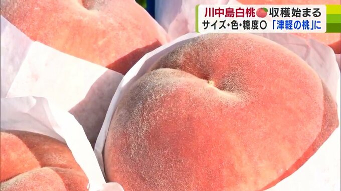 「ぜひ『津軽の桃』食べて」川中島白桃が収穫期迎える　生産者たちが丁寧にもぎ取り　青森県平川市　|　青森のニュース│ATV NEWS│青森テレビ