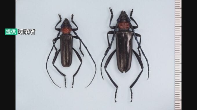 北陸初確認「クビアカツヤカミキリ」 サクラやウメを食い荒らす外来種が福井に出現|TBS NEWS DIG