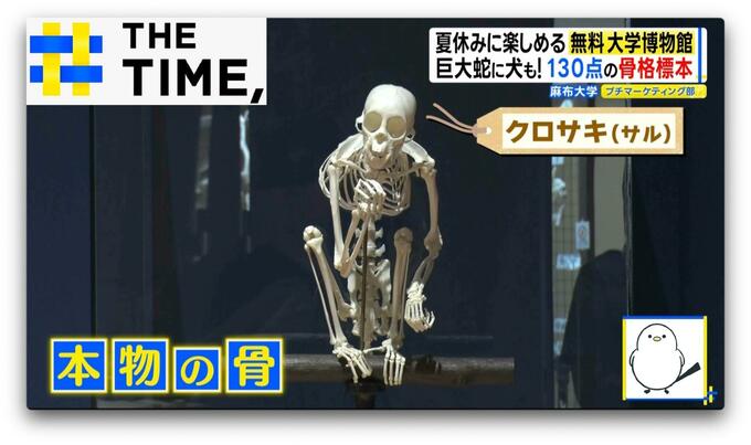 イルカに足！？“骨”で進化を実感…「骨格標本だけど動物園でもある」大学博物館【THE TIME,】 |TBS NEWS DIG