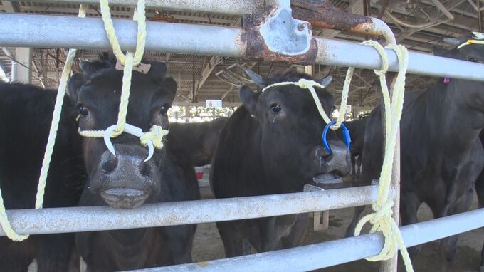 県議会・代表質問2日目　飼料価格高騰　畜産農家への支援を|TBS NEWS DIG