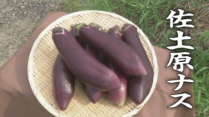 TBSアナも驚いた　一度は消えた幻の野菜 たった4粒の種から復活した「奇跡のナス」佐土原ナス　|　MRTニュース ｜ ＭＲＴ宮崎放送