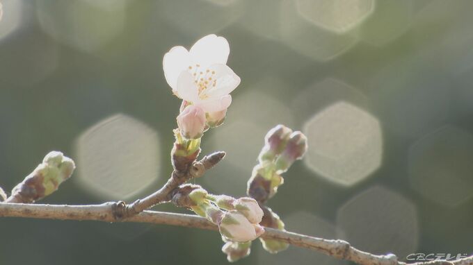 去年より5日早く…名古屋で17日にサクラ開花　1953年の統計開始以来 最も早い開花記録に並ぶ　|　名古屋・愛知・岐阜・三重のニュース【CBC news】 | CBC web