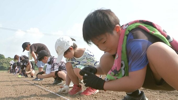 小説「ストロベリームーン」に登場のひまわり畑再現へ　甲子園球場と同じ面積に種まき　大分・中津市|TBS NEWS DIG