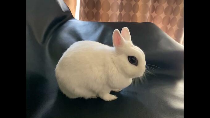 「ウサギ」が突然死…駆け込んだ動物病院で『緊急手術後』に異変　病院側に60万円あまりの賠償命じる　飼い主「動物でも家族の一員との思いで治療にあたって」|TBS NEWS DIG