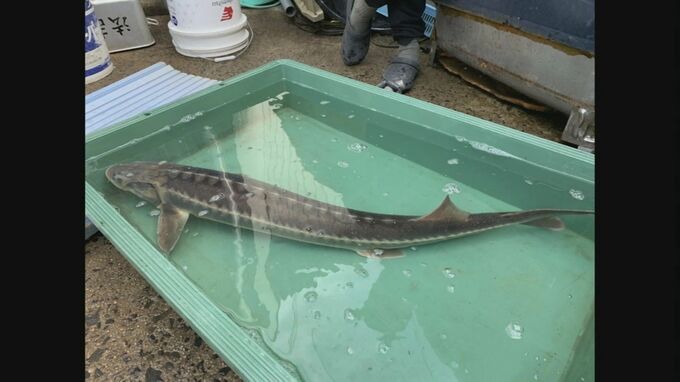 「大きいサバ」かと思ったら…宍道湖でとれたのは外来種「シロチョウザメ」漁師驚き　「古代魚中の古代魚」どこから来た？|TBS NEWS DIG