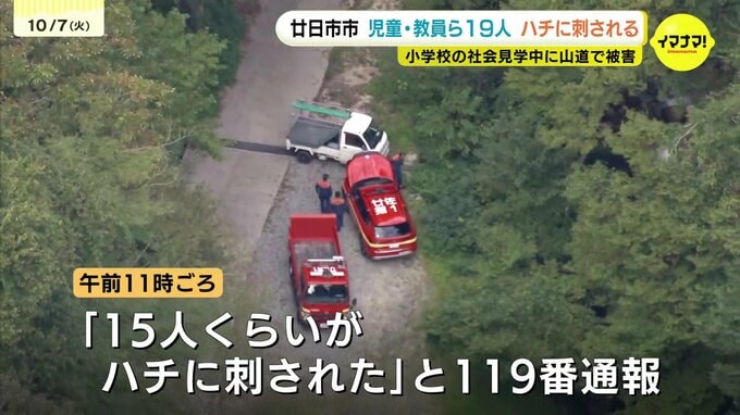 山登り中の児童15人がハチに刺される　大人4人含む計19人が刺され搬送　登山客が増える秋は被害増　山歩き時には足元だけでなく周囲にも注意を向けて　広島県廿日市市|TBS NEWS DIG