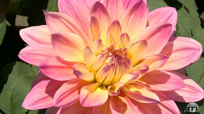 150品種・約1500株の「ダリア」が見頃です　青森県五戸町の「ひばり野ダリア園」　|　青森のニュース│ATV NEWS│青森テレビ