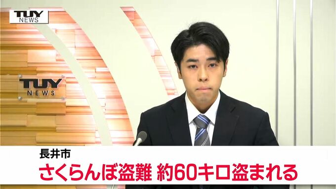 「雑に手でちぎられた跡も」さくらんぼ盗難被害  およそ60キロ  14万円相当が盗まれる（山形・長井市）　|　山形のニュース│TUYテレビユー山形
