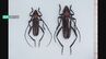 北陸初確認「クビアカツヤカミキリ」 サクラやウメを食い荒らす外来種が福井に出現　|　石川県のニュース｜MRO北陸放送