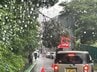 仙台・青葉区で倒木　台風6号の雨の影響か　|　宮城のニュース│tbc NEWS│tbc東北放送