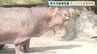 動物たちはみんな無事！　レッサーパンダの赤ちゃんも元気　熊本市動植物園が営業再開　|　熊本のニュース｜RKK NEWS｜RKK熊本放送