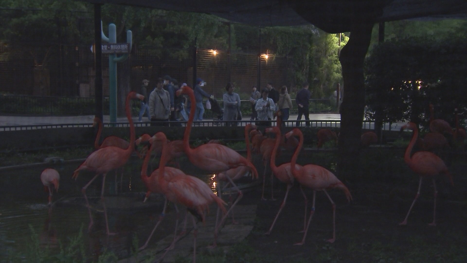 15年ぶり“パンダ不在”の上野動物園で「夜のどうぶつえん」開催 夜の
