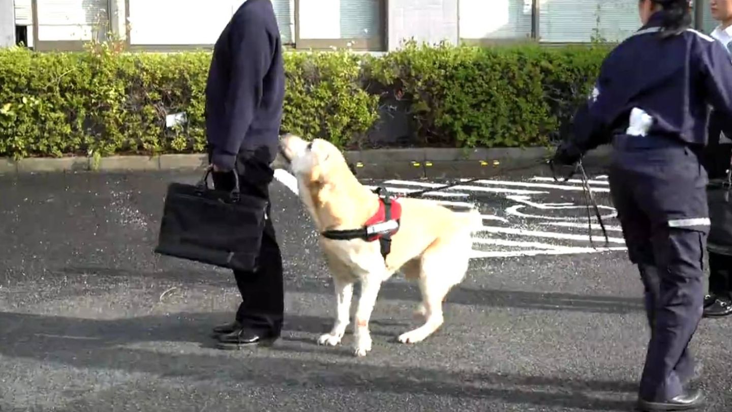 麻薬探知犬でラブラドールのニック号(7)も参加 税関「年末特別警戒