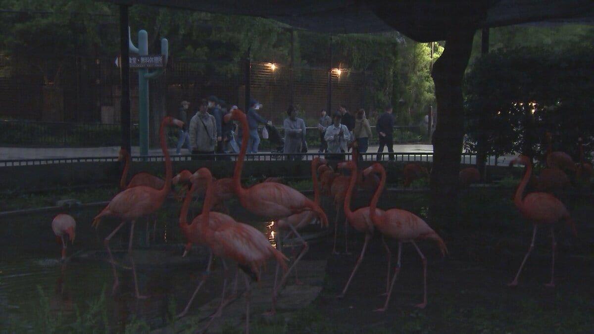 上野動物園「夜のどうぶつえん」新たな魅力発信
