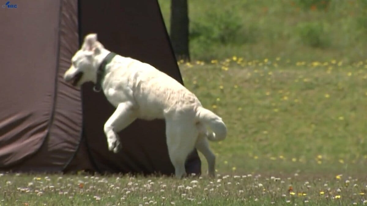 優れた嗅覚を生かし、事件の捜査や行方不明者の捜索に協力 嘱託警察犬