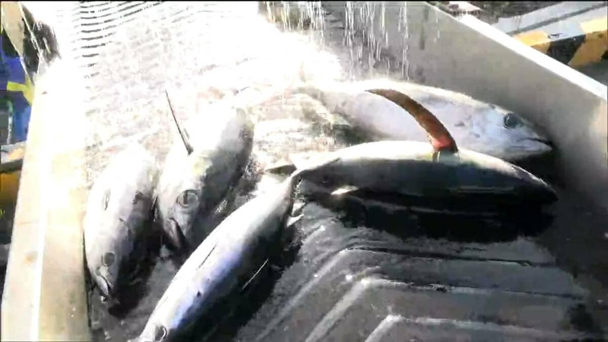 港直送　天然新鮮鰹　75センチ前後　5〜6キロ 港直送 天然新鮮鰹 75センチ前後 5〜6キロ