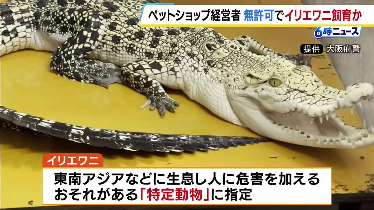 危害のおそれがある特定動物『イリエワニ』など無許可で飼育か…ペットショップ経営の男を逮捕「違法であることを理解して飼っていた」 | TBS NEWS DIG
