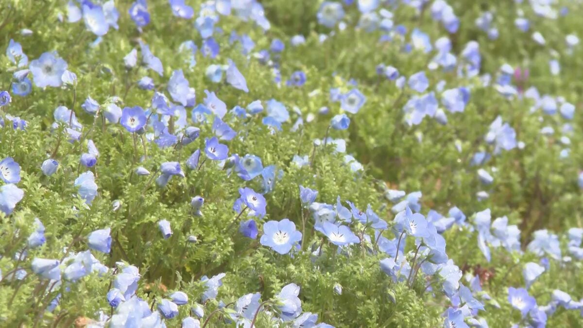 大分農業文化公園で春の花々がリレー開花　ネモフィラ1分咲き、スイセン5分咲き