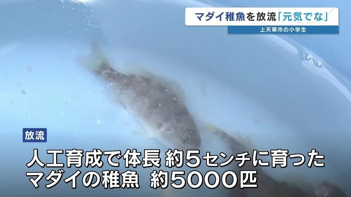 強くなって帰ってきてね」小学生がマダイの稚魚 約5000匹を放流 3年後 