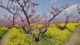 【まさに桃源郷】モモと20万本以上の菜の花が満開　ピンクと黄色のコントラスト広がる　山梨|TBS NEWS DIG