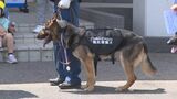行方不明になり、茂みに倒れていた高齢者を嘱託警察犬「クヴェル」(シェパード)が無事発見　「よくやった！」　|　BSSニュース | BSS山陰放送