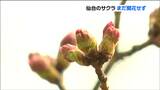 【サクラ情報】仙台“サクラの標本木”まだ開花せず | 宮城のニュース│tbc NEWS│tbc東北放送
