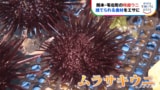 名産ムラサキウニの水揚げ減少の危機 救世主は廃棄レタス!?【SDGs】|TBS NEWS DIG