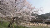「臥龍桜」が満開 “ふせた龍”のように見える樹齢1100年以上の大木 岐阜・高山市 | 名古屋・愛知・岐阜・三重のニュース【CBC news】 | CBC web
