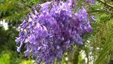 ジャカランダ見ごろ　中南米原産「世界熱帯三大花木」ラッパ型の薄紫色　鹿児島　|　鹿児島のニュース｜MBC NEWS｜南日本放送