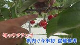 「警察署の前だから大丈夫だと…」畑からサクランボ盗難　2か所で計3500粒、約20万円被害|TBS NEWS DIG