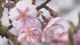 石川県内は春の陽気で夏日手前のところも 「河津桜」が見ごろへ|TBS NEWS DIG