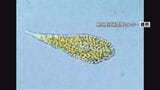 八代海に赤潮警報 去年は養殖ブリ約1億被害 毒性強い赤潮生物が増殖|TBS NEWS DIG
