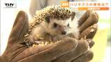 動物園の新アイドル 誕生!シャイな "ハリネズミ" の愛称を決める総選挙を開催中!どんな名前が候補に?(山形・河北町) | 山形のニュース│TUYテレビユー山形