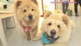 日本初のチャウチャウ専門施設に赤ちゃんの5匹姉妹!?天気も気温も気にせず遊べる最新“おでかけスポット”とは | 名古屋・愛知・岐阜・三重のニュース【CBC news】 | CBC web