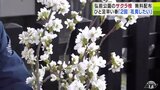 「きのうも眠れませんでした」弘前公園の『サクラの枝』無料配布 応募件数は584件!抽選で選ばれた200人にプレゼント 青森県弘前市 | 青森のニュース│ATV NEWS│青森テレビ