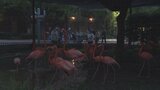 15年ぶり“パンダ不在”の上野動物園で「夜のどうぶつえん」開催 夜のハシビロコウの姿は… 東京都が新たな魅力発信に注力|TBS NEWS DIG