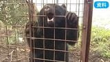 女性がクマに襲われ、大けが 夫がクマをスコップで殴り撃退 人的被害は今年2件目 山梨|TBS NEWS DIG