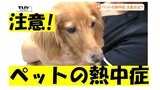 危険なペットの熱中症…高リスクのペットの特徴は?ペットが熱中症になりやすい理由は?専門の獣医師が指摘する予防のポイントは | 山形のニュース│TUYテレビユー山形