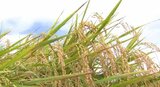 「コシヒカリA」引き上げ額が過去最高…長野県内でJAが米出荷農家に支払う一時金「概算金」で…　|　SBC NEWS | 長野のニュース | SBC信越放送