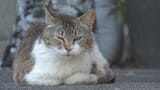 避妊去勢、猫にとって幸せは… 野良猫の過剰繁殖を防ぐ「保護団体」の活動に密着 | 大分のニュース|OBS NEWS|大分放送