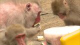 「大暑」前に動物たちに冷た~いプレゼント 凍らせたフルーツにかじりつくニホンザルやマレーグマ | 福岡のニュース|RKB NEWS|RKB毎日放送