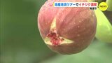 地産地消ツアーでイチジク満喫　収穫から簡単アイデア料理まで　広島･尾道市　|　RCC NEWS | 広島ニュース | RCC中国放送