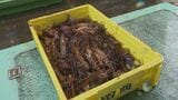 【スルメイカ初競り】“令和最高値”1キロ1万2000円 水揚げ量は前年比3分の1の深刻な不漁 函館朝市では「とれたての味」楽しむ観光客も|TBS NEWS DIG