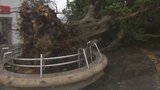 【台風6号】沖縄本島は暴風域に 各地で倒木や停電などの被害 今夜遅くにかけて沖縄本島地方に最接近の見通し|TBS NEWS DIG