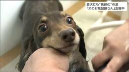 シャンプーカーで訪問入浴「イヌのお風呂屋さん」登場　背景に「人もイヌも高齢化」の現実|TBS NEWS DIG