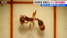 『ヒアリ』県内初確認 刺されると最悪“死に至る”ことも 新潟東港西ふ頭のコンテナターミナル 新潟県 |TBS NEWS DIG