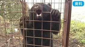 ツキノワグマにGPS付き首輪　「できるだけ詳細な情報を手に入れ活用できれば」　生息状況を把握へ　山梨|TBS NEWS DIG