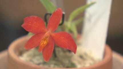 DaumNancy 　洋蘭彩 楽天市場】洋ラン【開花見込株】カトレア シンイン マックスウォーカー